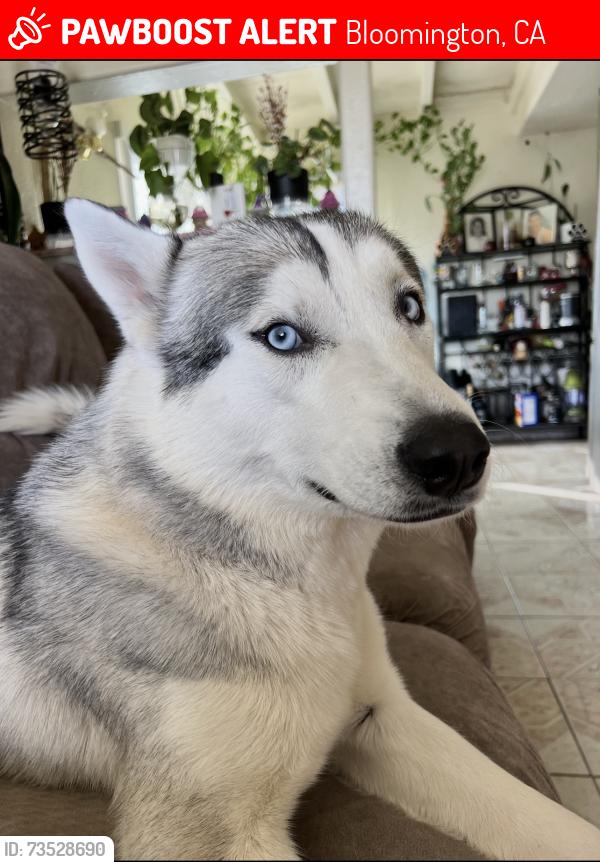 Lost Male Dog last seen 9th and oak st, Bloomington, CA 92316