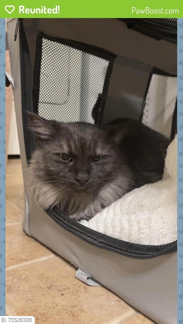 Reunited Unknown Cat last seen Near fifth avenue, Pittsburgh, PA 15232