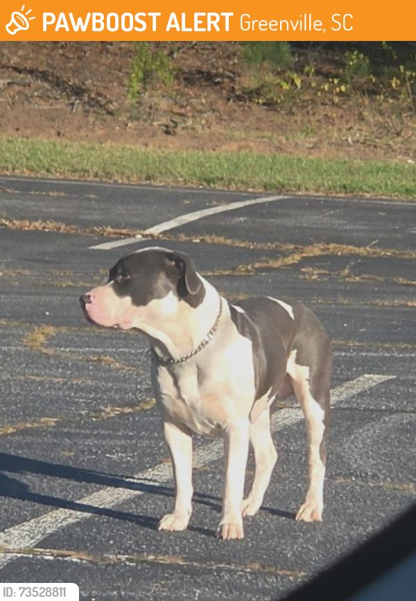 Found/Stray Male Dog last seen Behind the Domino's/plaza that the Domino's is in. In a large parking lot., Greenville, SC 29607