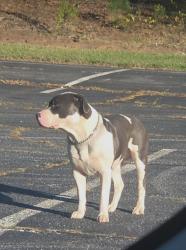 Found/Stray Male Dog last seen Behind the Domino's/plaza that the Domino's is in. In a large parking lot., Greenville, SC 29607