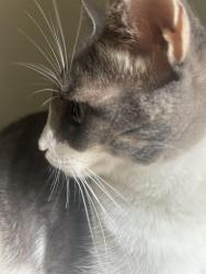 Lost Male Cat last seen montgomery mall, Potomac, MD 20817