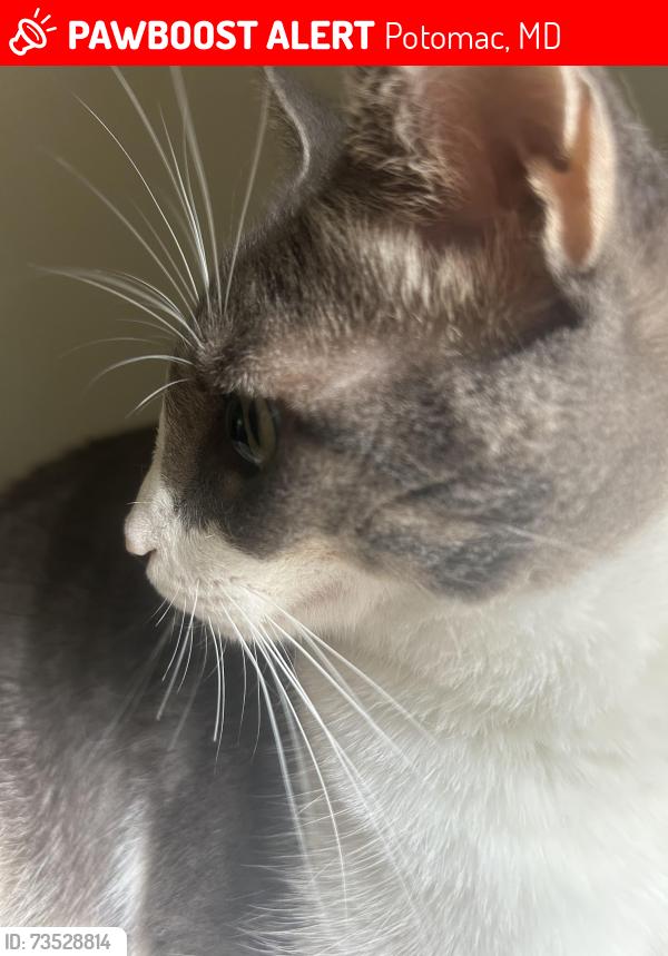 Lost Male Cat last seen montgomery mall, Potomac, MD 20817