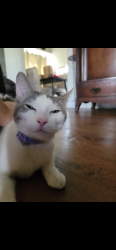 Lost Female Cat last seen Sioux rd., Apple Valley, CA 92308