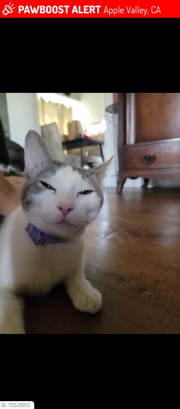 Lost Female Cat last seen Sioux rd., Apple Valley, CA 92308