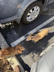 Found/Stray Unknown Dog last seen inside UCA complex near the brusters ice cream place, Fullerton, CA 92831