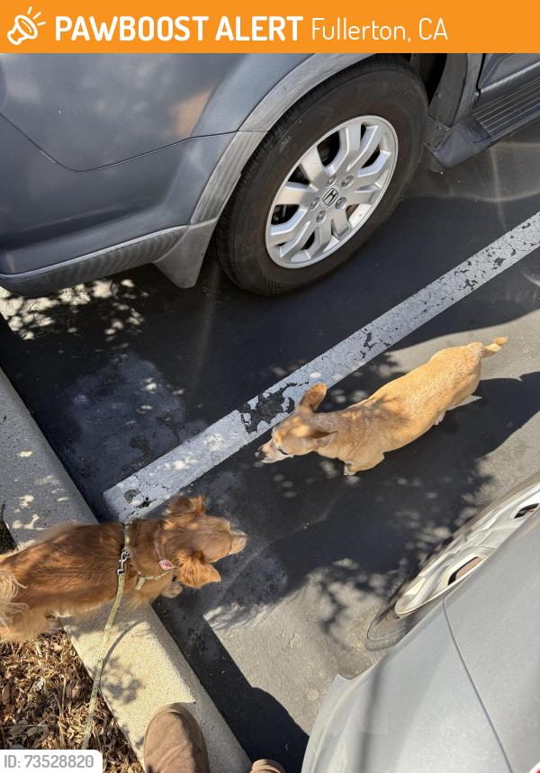 Found/Stray Unknown Dog last seen inside UCA complex near the brusters ice cream place, Fullerton, CA 92831