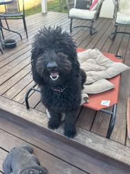 Found/Stray Female Dog last seen Timberlane Neighborhood, Spring, TX 77373