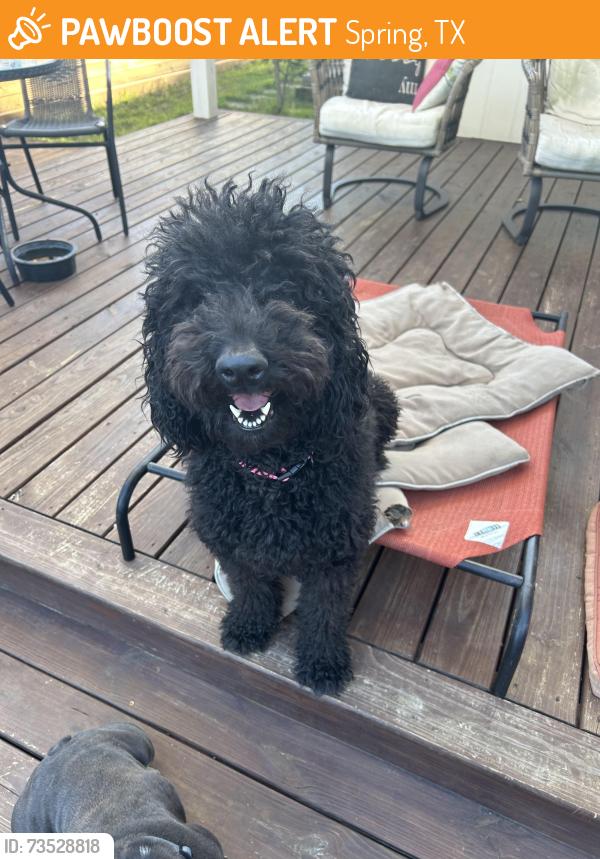 Found/Stray Female Dog last seen Timberlane Neighborhood, Spring, TX 77373