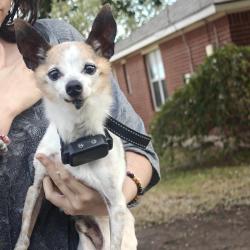 Found/Stray Unknown Dog last seen Richards dr, Hutto, TX 78634