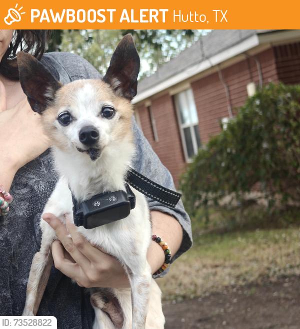 Found/Stray Unknown Dog last seen Richards dr, Hutto, TX 78634