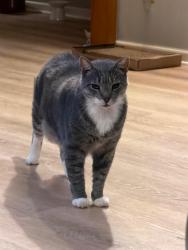 Reunited Male Cat last seen Fourth St, Lyndhurst, NJ 07071, Lyndhurst, NJ 07071