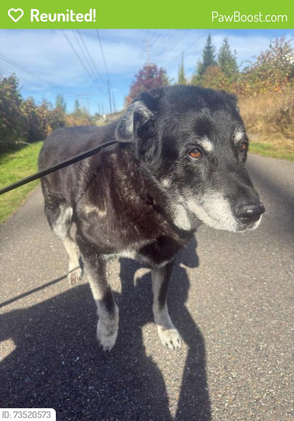 Reunited Male Dog last seen 73rd Pl NE, Marysville, WA 98270
