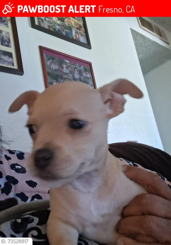 Lost Female Dog last seen Herndon and Blackstone okay, Fresno, CA 93650