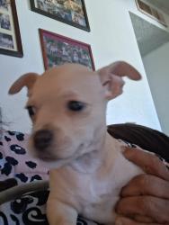 Lost Female Dog last seen Herndon and Blackstone okay, Fresno, CA 93650