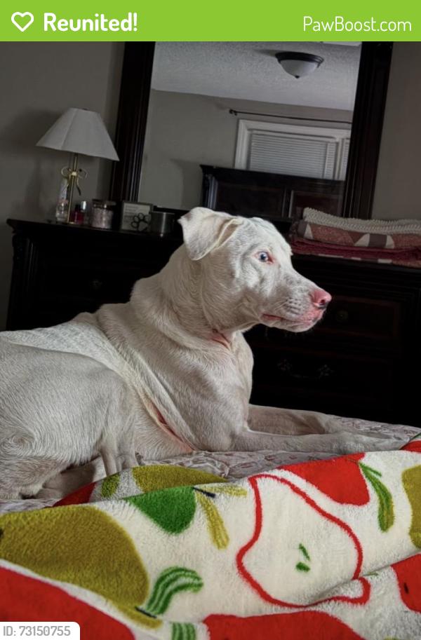 Reunited Male Dog last seen McArthur road, Fayetteville, NC 28311