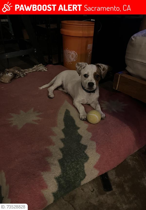 Lost Male Dog last seen The nearest cross street is 27th and Broadway, Sacramento, CA 95818