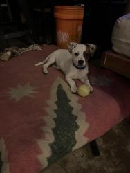 Lost Male Dog last seen The nearest cross street is 27th and Broadway, Sacramento, CA 95818