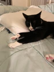 Lost Male Cat last seen Montgomery Street and Oak Street, Walden, NY 12586