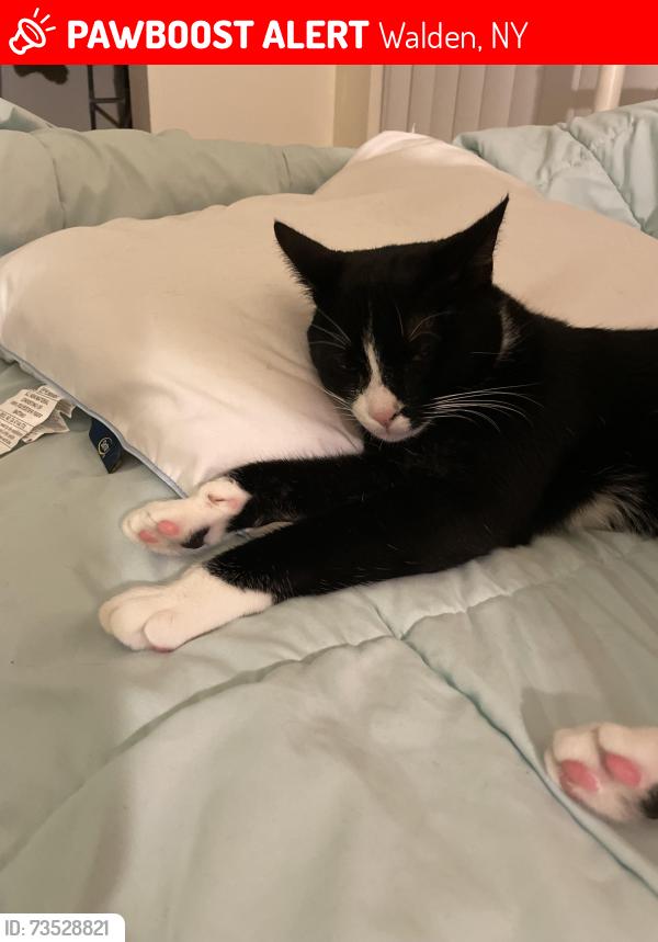 Lost Male Cat last seen Montgomery Street and Oak Street, Walden, NY 12586