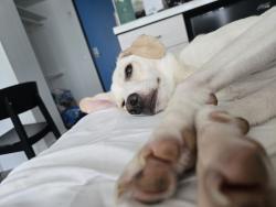Reunited Male Dog last seen Pala Vista Drive, right behind a McDonalds parking lot, Vista, CA 92083