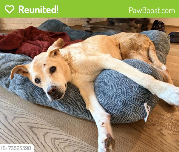 Reunited Female Dog last seen Endicott and creekbend 77035, Houston, TX 77035