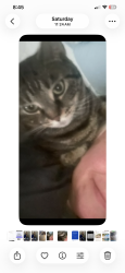 Lost Female Cat last seen Railroad canyon drive, Canyon Lake, CA 92587