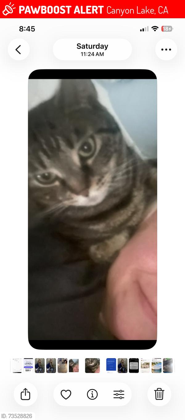 Lost Female Cat last seen Railroad canyon drive, Canyon Lake, CA 92587
