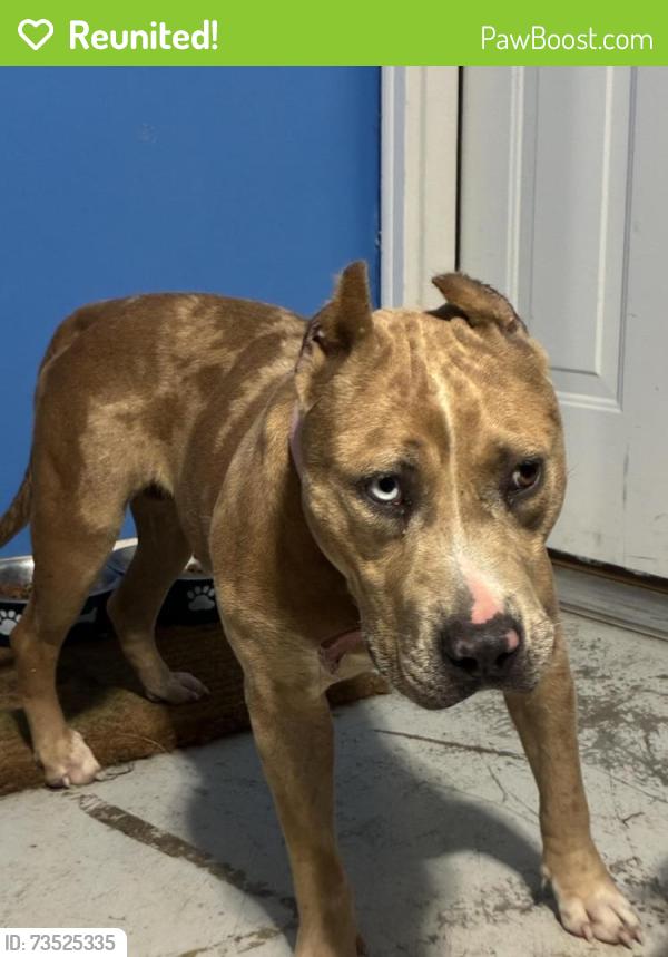 Reunited Female Dog last seen Redfern trl, Rome, GA 30165