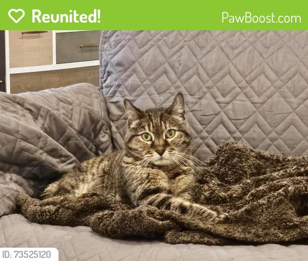 Reunited Female Cat last seen South Riding Blvd and Tall Cedars, Chantilly, VA 20152