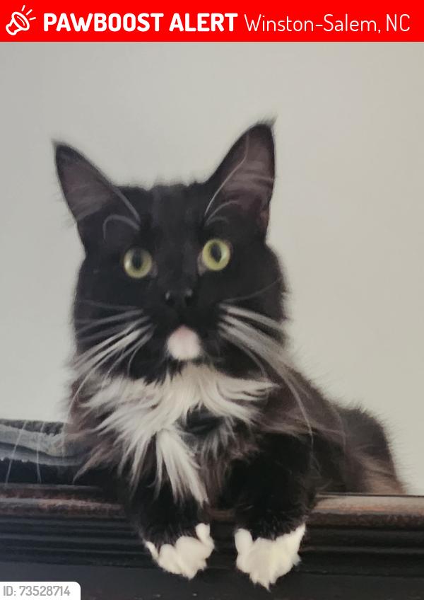 Lost Male Cat last seen Cliffdale Dr @ Vandalia Dr, Winston-Salem, NC 27104