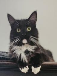 Lost Male Cat last seen Cliffdale Dr @ Vandalia Dr, Winston-Salem, NC 27104