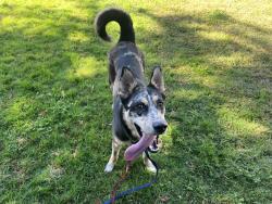 Found/Stray Female Dog last seen Fruitridge and South Watt, Sacramento, CA 95826