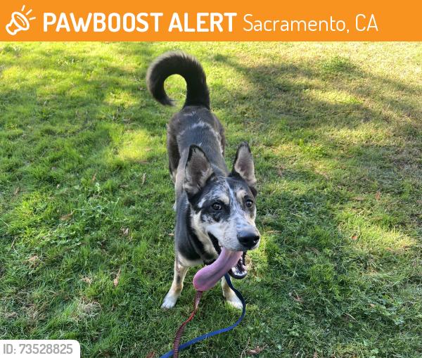 Found/Stray Female Dog last seen Fruitridge and South Watt, Sacramento, CA 95826