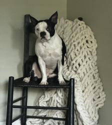 Lost Male Dog last seen Burger King, Hawkins County, TN 37857