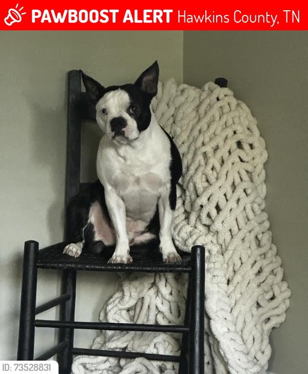 Lost Male Dog last seen Burger King, Hawkins County, TN 37857