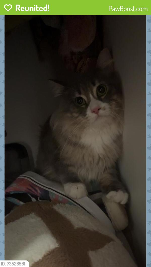 Reunited Male Cat last seen 66th ave n, Brooklyn Center, MN 55430