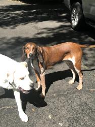 Reunited Female Dog last seen Clifton Rd. and Ox Rd., Fairfax Station, VA 22039