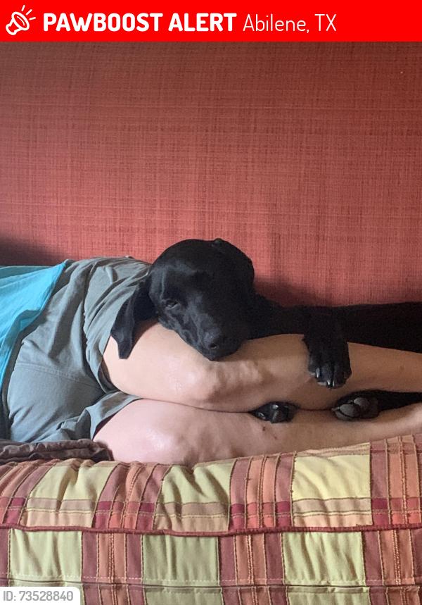 Lost Female Dog last seen S 7th, Abilene, TX 79602