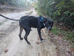 Reunited Female Dog last seen Sand Pit Rd Paxton Pl, Aberdeen, NC 28315