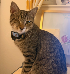 Lost Male Cat last seen Landing Way Neighborhood, Fort Worth, TX 76179