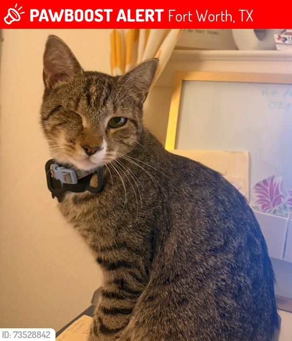 Lost Male Cat last seen Landing Way Neighborhood, Fort Worth, TX 76179