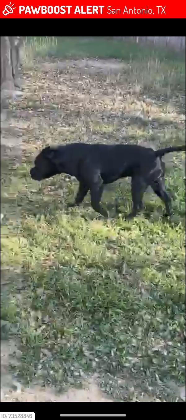 Lost Male Dog last seen Culebra and tezel, San Antonio, TX 78251
