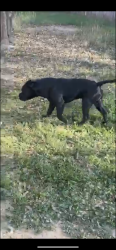 Lost Male Dog last seen Culebra and tezel, San Antonio, TX 78251