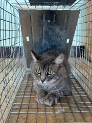 Shelter Stray Female Cat last seen Bexar County, 3353 Morningside Dr, New Braunfels, TX 78132, USA