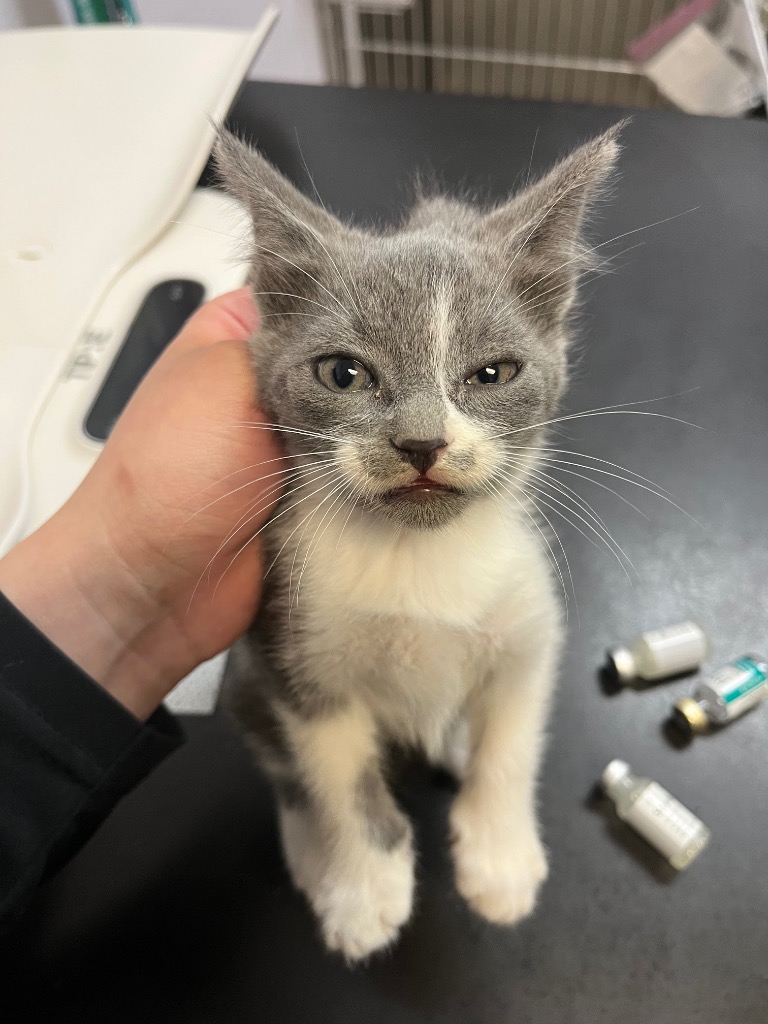 Shelter Stray Female Cat last seen Bexar County, 3353 Morningside Dr, New Braunfels, TX 78132, USA