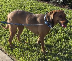 Reunited Unknown Dog last seen Port St. Lucie, Port St. Lucie, FL 34986