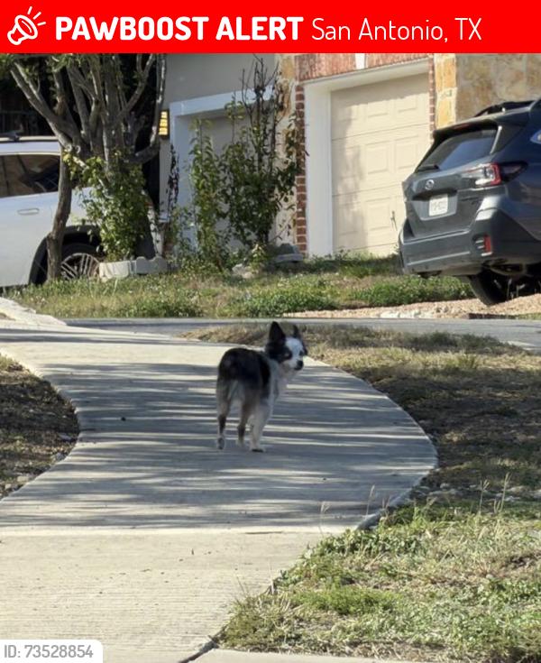 Lost Unknown Dog last seen Hardy oak weeks prior and now Las Lomas, San Antonio, TX 78258