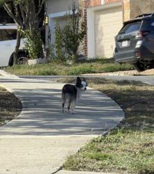 Lost Unknown Dog last seen Hardy oak weeks prior and now Las Lomas, San Antonio, TX 78258