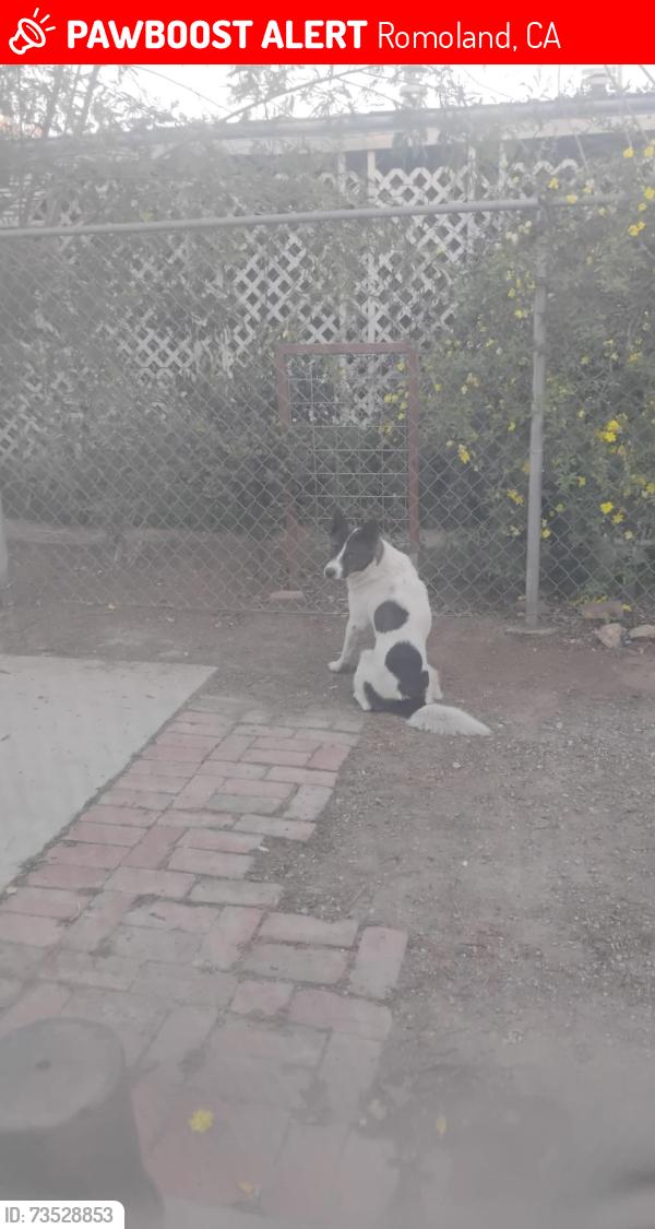 Lost Male Dog last seen Romoland, CA or Menifee, CA or Sun City, CA, Romoland, CA 92585