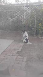 Lost Male Dog last seen Romoland, CA or Menifee, CA or Sun City, CA, Romoland, CA 92585